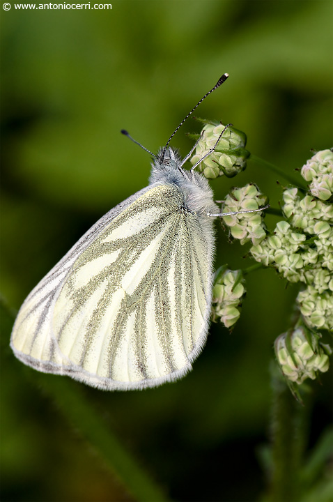 Pieris napi